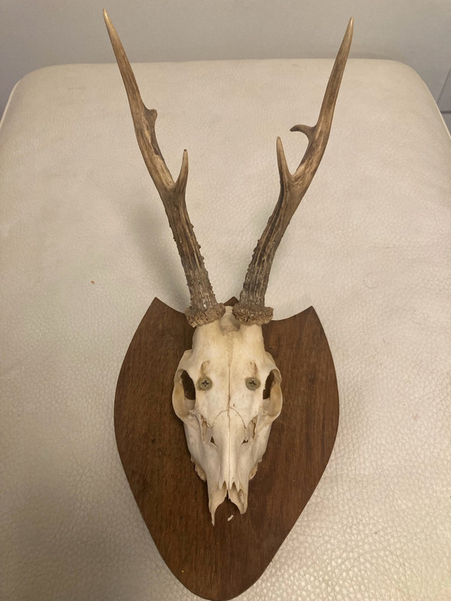 Deer Skull Wall Mount - photo 2