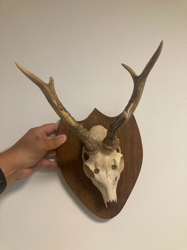 Deer Skull Wall Mount - photo 3
