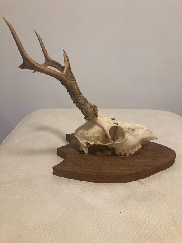 Deer Skull Wall Mount - photo 4