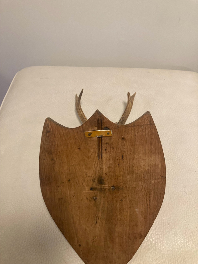 Deer Skull Wall Mount - photo 5