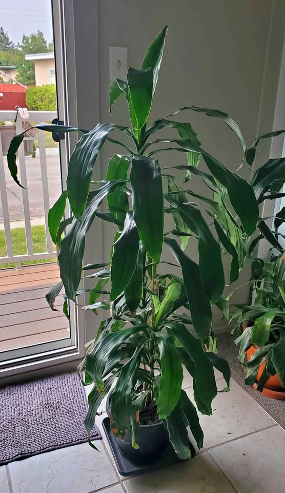 Large Healthy Dracaena (Corn Plant) with Pot