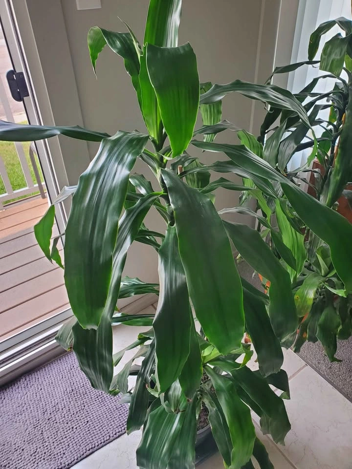 Large Healthy Dracaena (Corn Plant) with Pot - photo 2