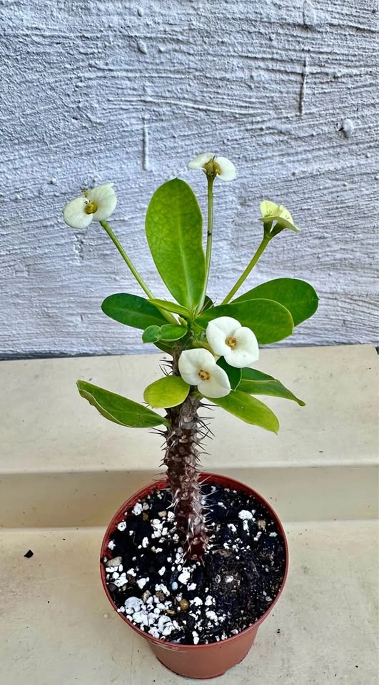 Beautiful Crown Of Thorns Plant!