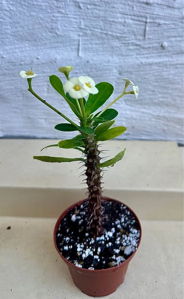 Beautiful Crown Of Thorns Plant! - photo 2