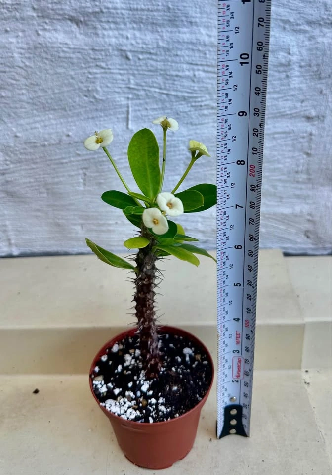Beautiful Crown Of Thorns Plant! - photo 3