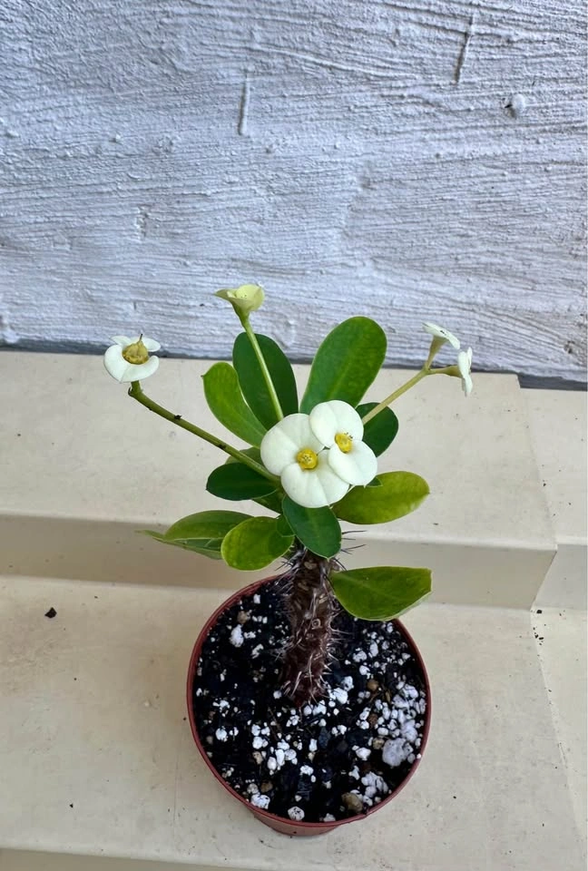 Beautiful Crown Of Thorns Plant! - photo 4