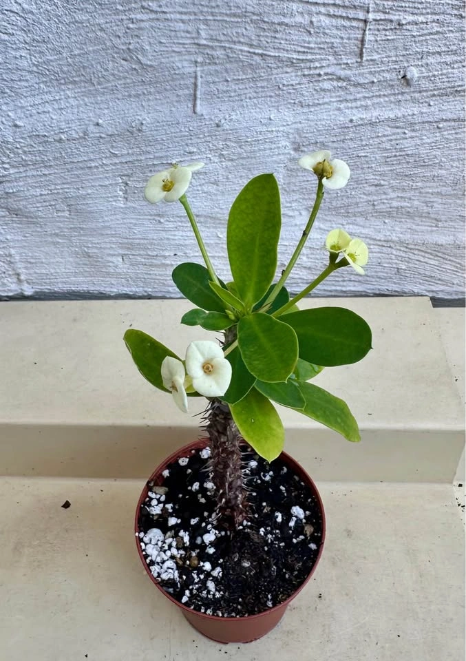 Beautiful Crown Of Thorns Plant! - photo 5