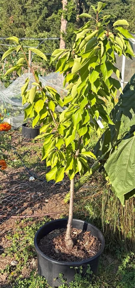 3 Year Old Compact Stella Cherry Tree In Pot