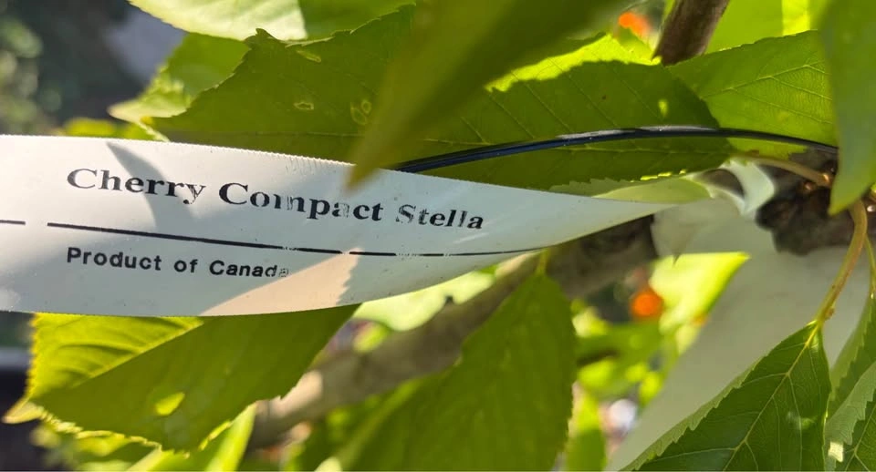 3 Year Old Compact Stella Cherry Tree In Pot - photo 2