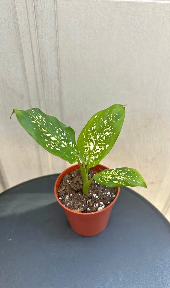🌿Small Dumb Cane Plant (Dieffenbachia) in 3” pot.