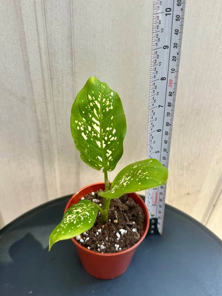 🌿Small Dumb Cane Plant (Dieffenbachia) in 3” pot. - photo 2