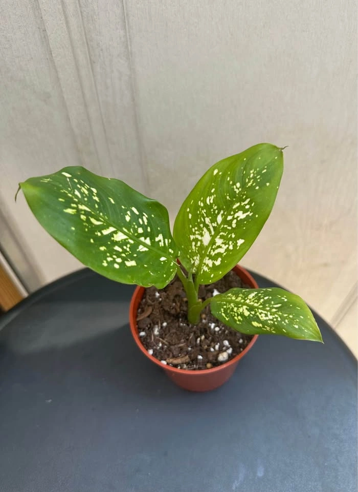 🌿Small Dumb Cane Plant (Dieffenbachia) in 3” pot. - photo 3