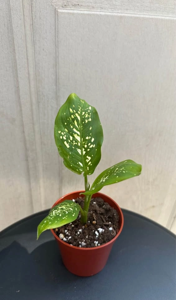 🌿Small Dumb Cane Plant (Dieffenbachia) in 3” pot. - photo 4