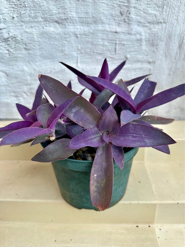 💜 Purple Heart Plant (Tradescantia) –5" Pot
