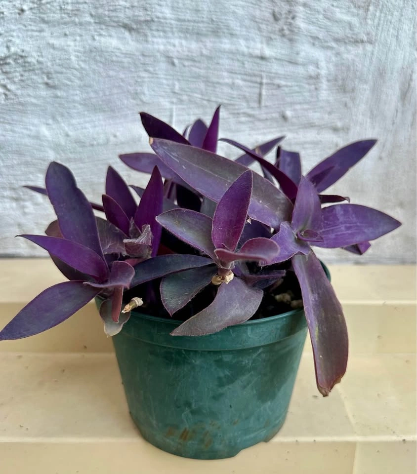 💜 Purple Heart Plant (Tradescantia) –5" Pot - photo 2