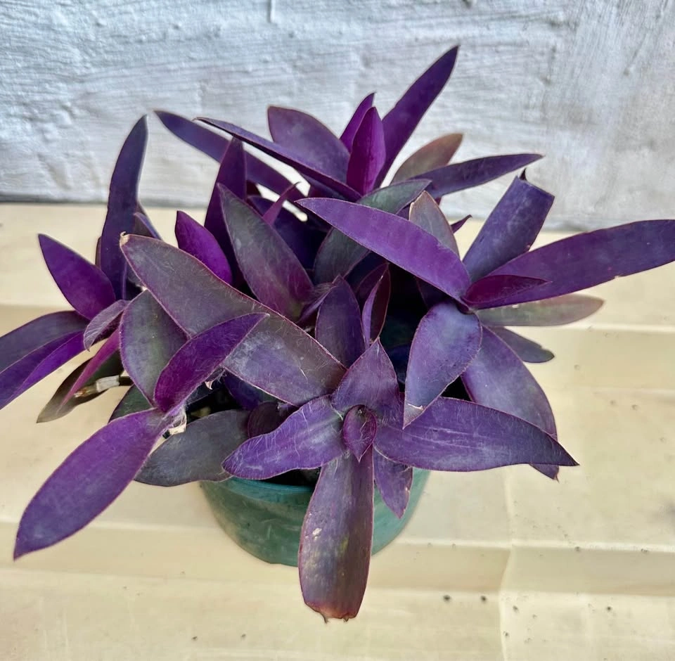 💜 Purple Heart Plant (Tradescantia) –5" Pot - photo 3