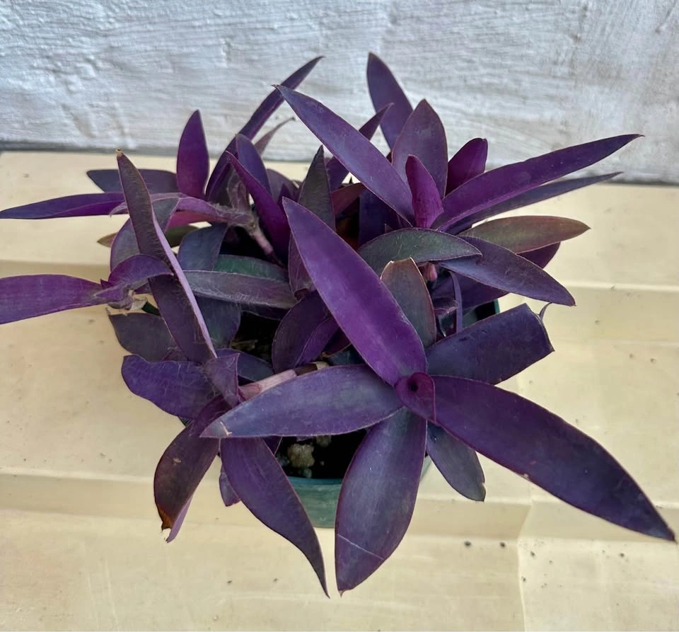 💜 Purple Heart Plant (Tradescantia) –5" Pot - photo 4