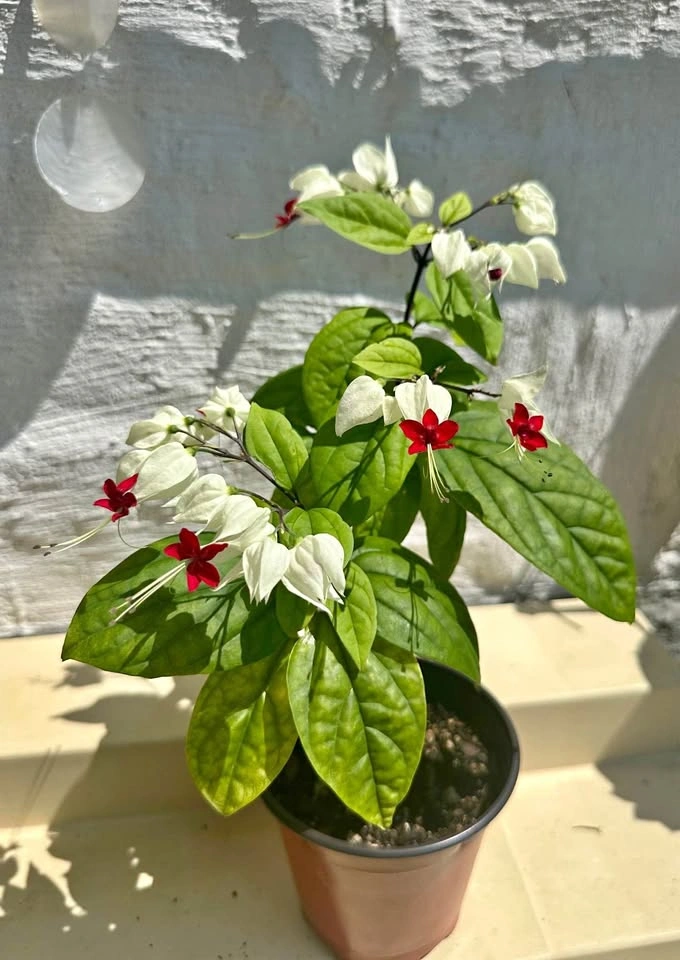 Bleeding Heart Vine – Blooming Easy-care Tropical Plant