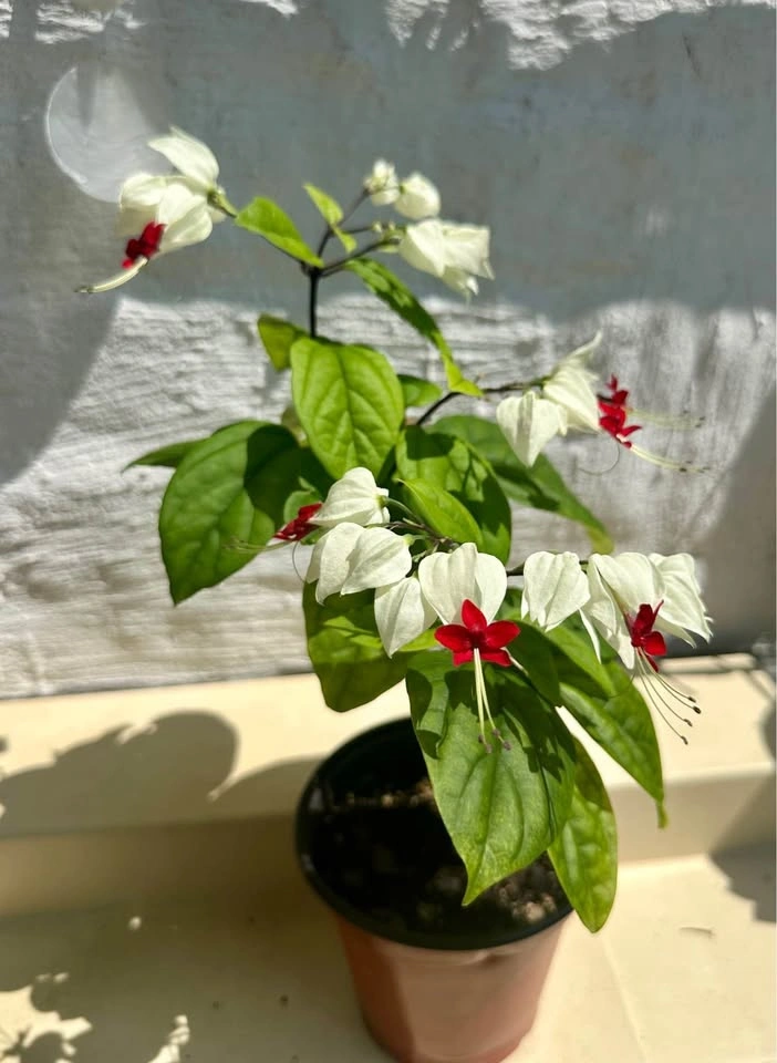 Bleeding Heart Vine – Blooming Easy-care Tropical Plant - photo 2