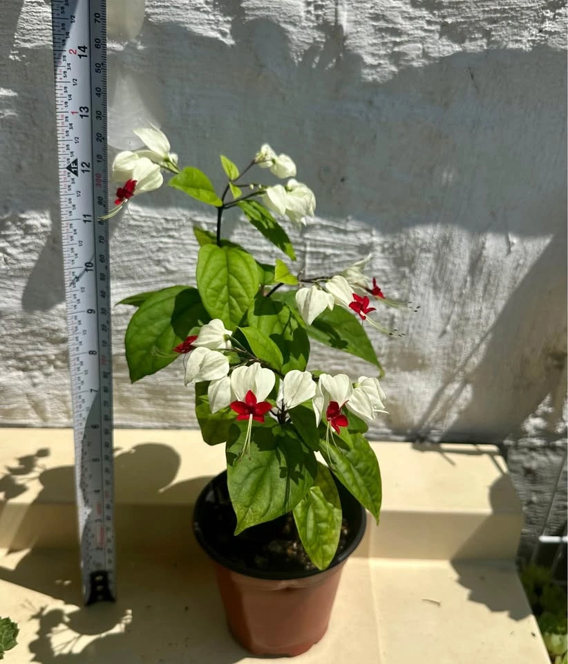 Bleeding Heart Vine – Blooming Easy-care Tropical Plant - photo 3