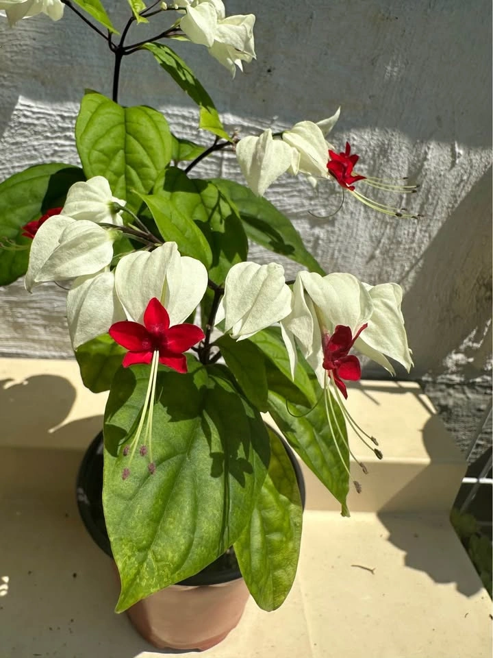 Bleeding Heart Vine – Blooming Easy-care Tropical Plant - photo 4