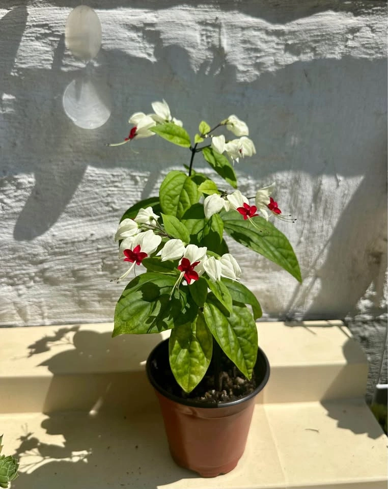 Bleeding Heart Vine – Blooming Easy-care Tropical Plant - photo 5