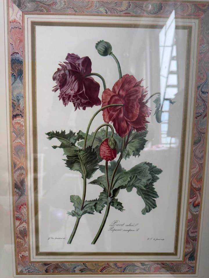Framed Vintage French Botanical Print – Red & Purple Poppy - photo 2