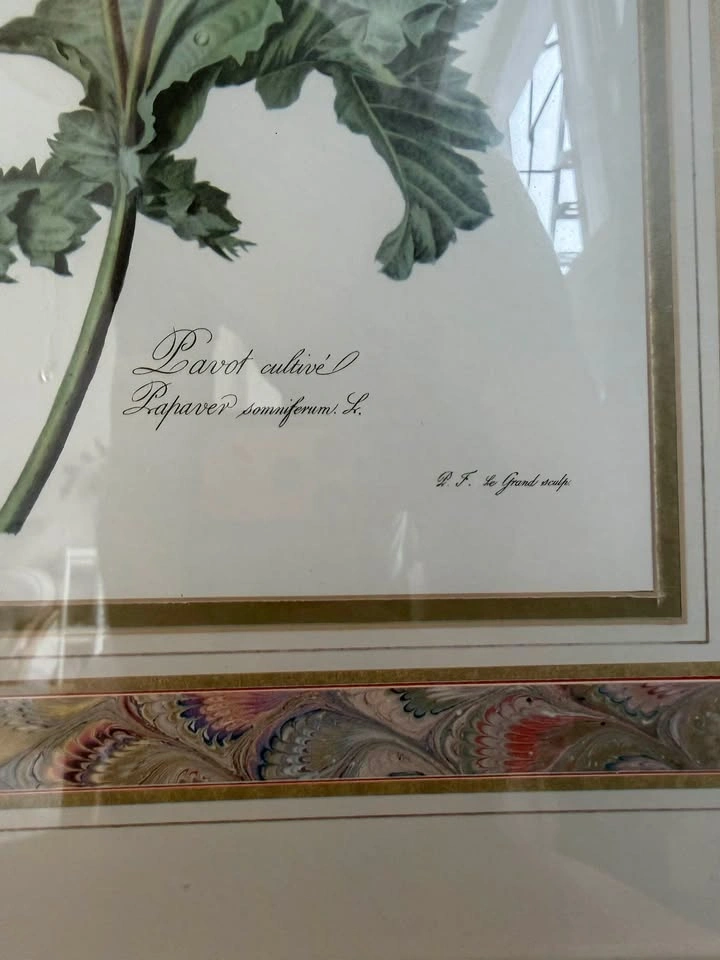 Framed Vintage French Botanical Print – Red & Purple Poppy - photo 3