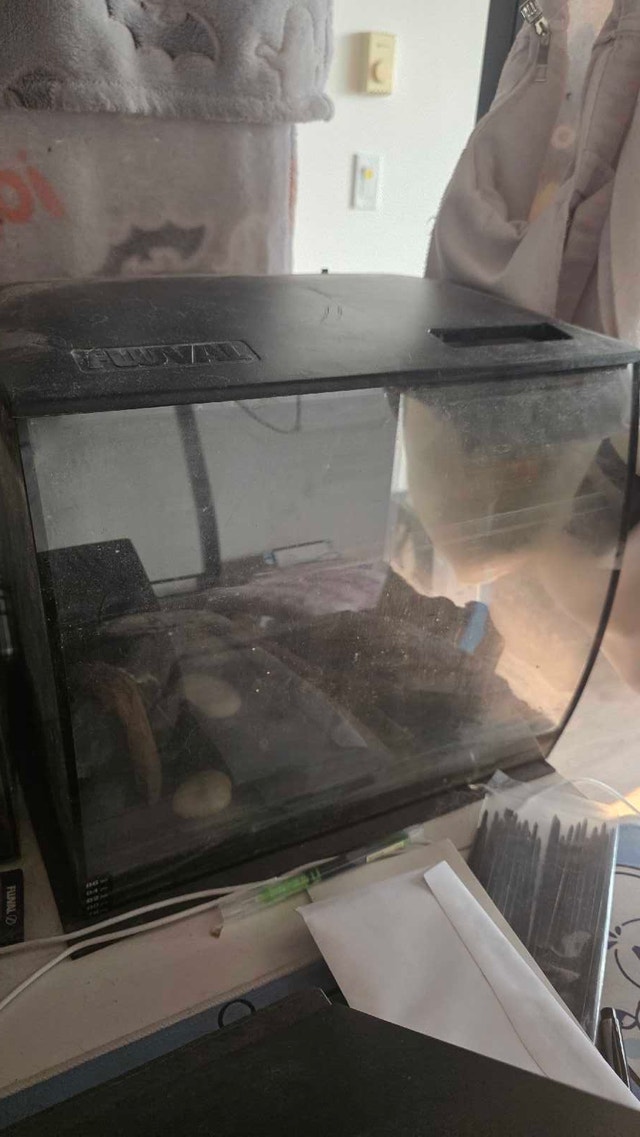 fluval Flex 9 aquarium