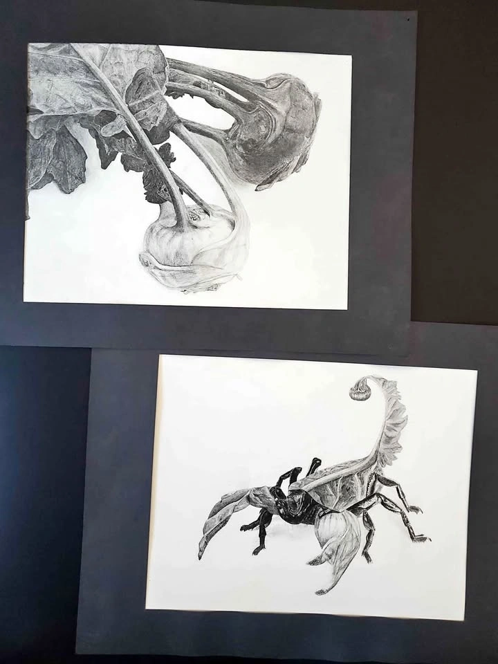 Scorpion Kholrabi Drawings