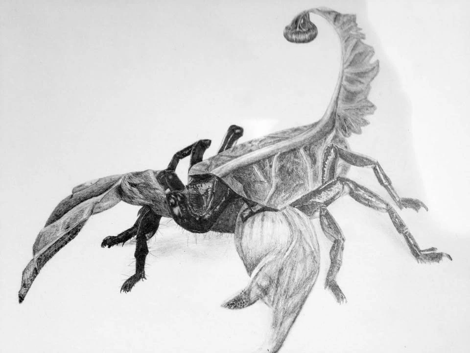 Scorpion Kholrabi Drawings - photo 3