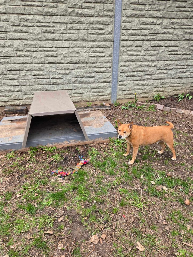 Shed Dog House Metal Roofing 4.5ft x 5.5ft approx. - photo 3