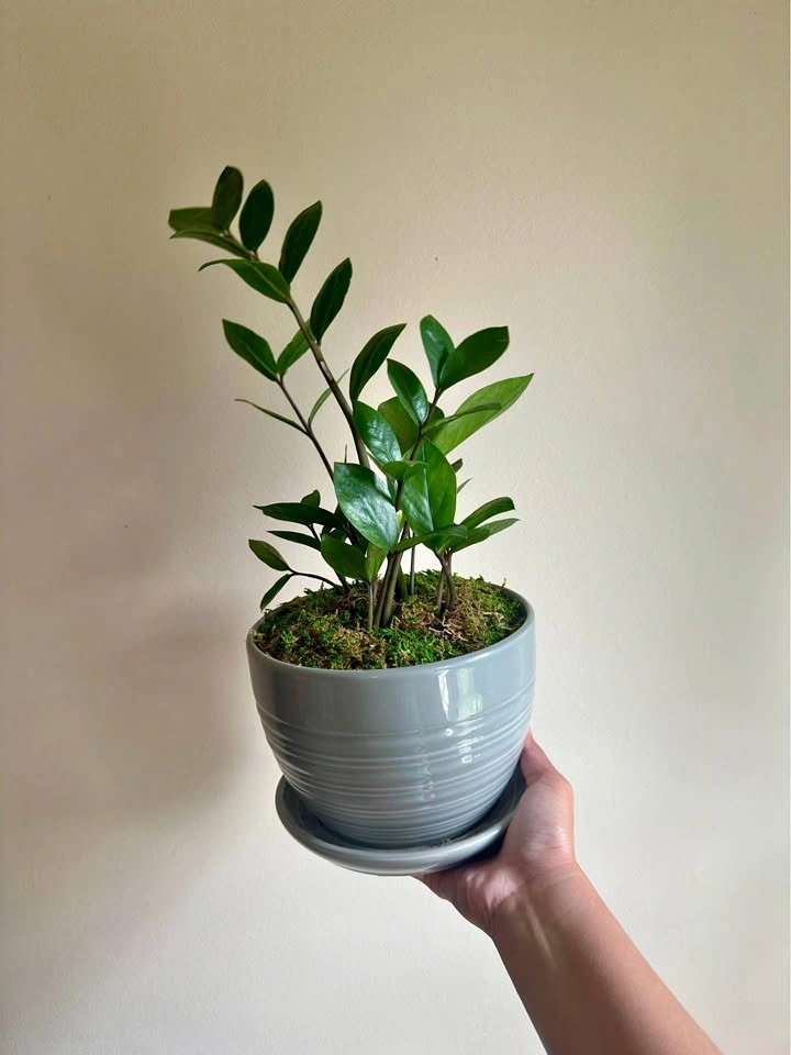ZZ Plant in Ceramic Pot with Moss