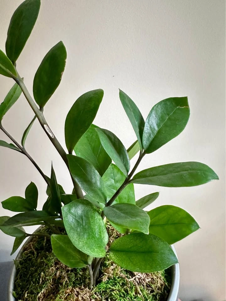 ZZ Plant in Ceramic Pot with Moss - photo 2