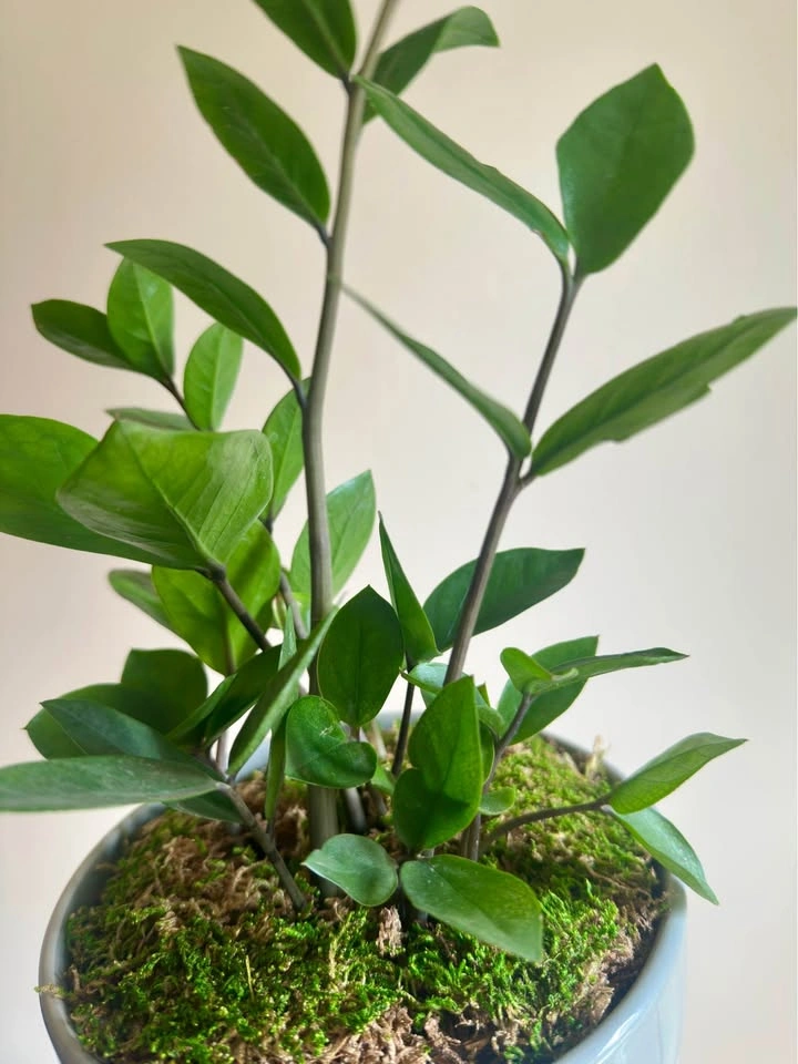 ZZ Plant in Ceramic Pot with Moss - photo 3