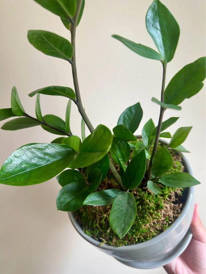 ZZ Plant in Ceramic Pot with Moss - photo 4