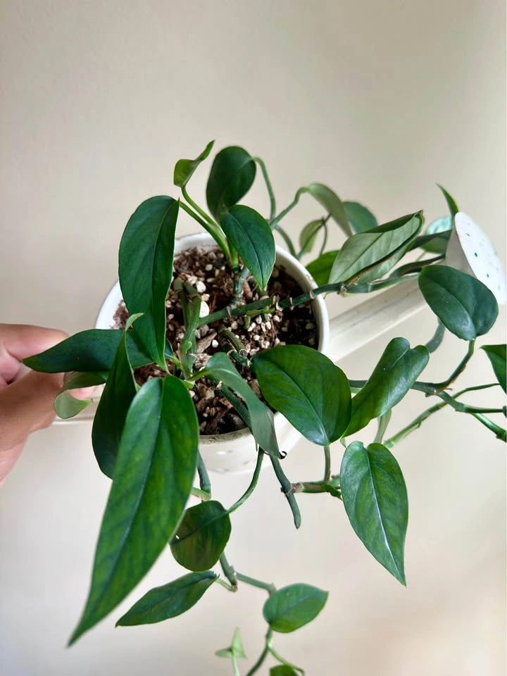 Baltic Blue Pothos Plant in a Watering Can