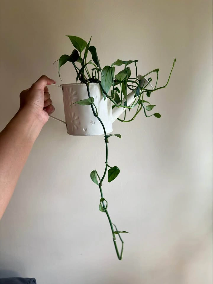 Baltic Blue Pothos Plant in a Watering Can - photo 2