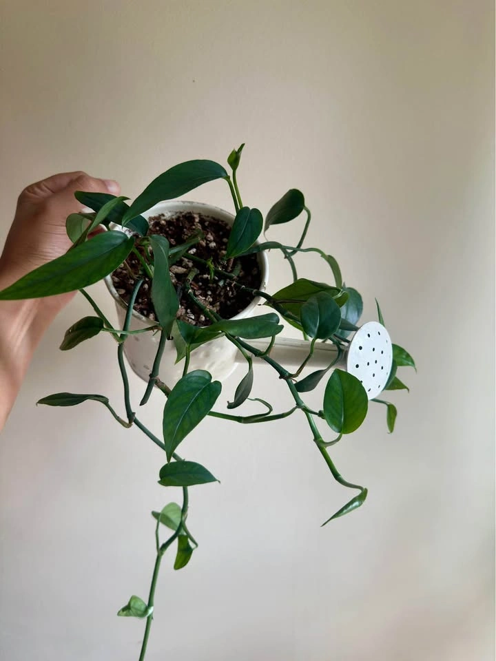 Baltic Blue Pothos Plant in a Watering Can - photo 3