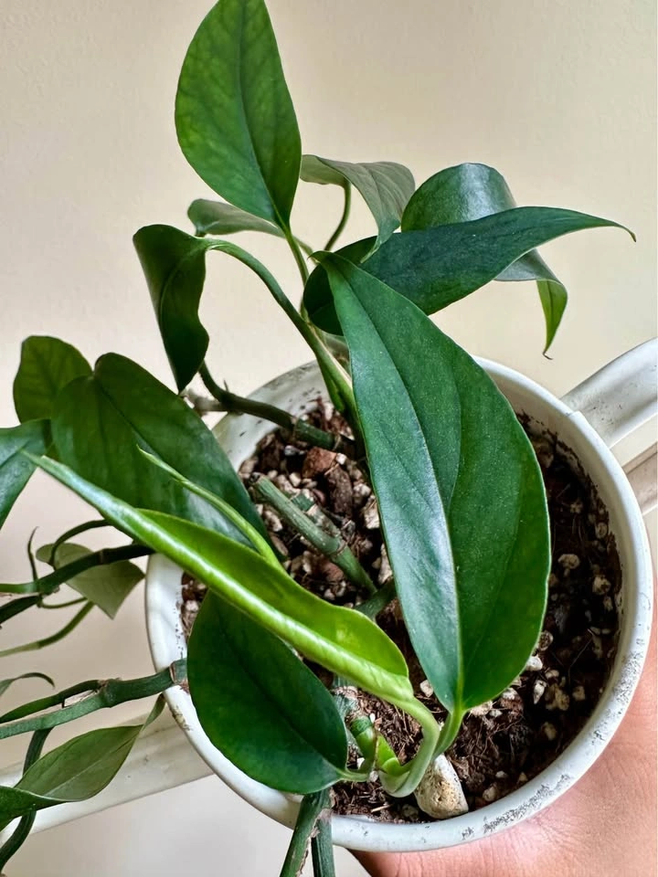 Baltic Blue Pothos Plant in a Watering Can - photo 4