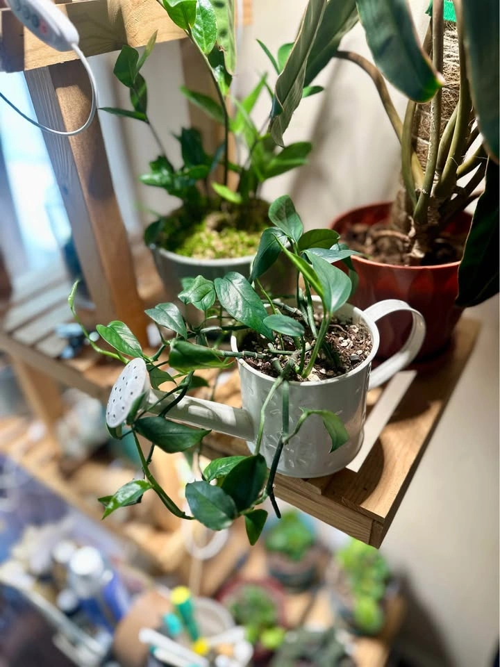 Baltic Blue Pothos Plant in a Watering Can - photo 5
