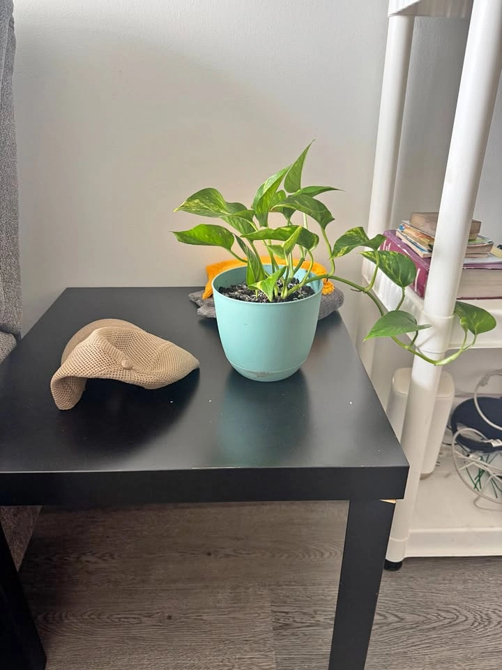 Black Side Table + Healthy Golden Pothos Plant (in Teal Planter)