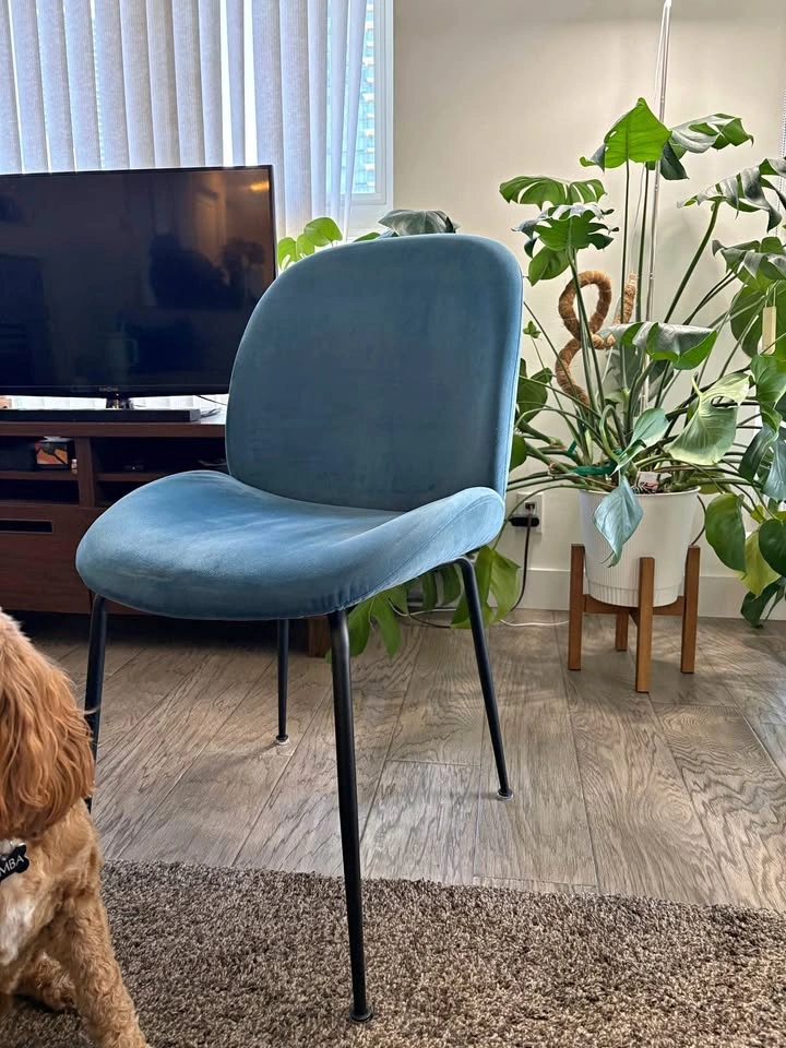 4x blue velvet chairs