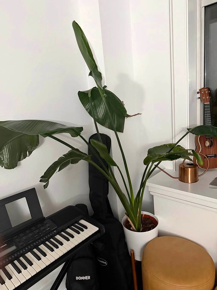 Happy birds of paradise plant + blue planter and base
