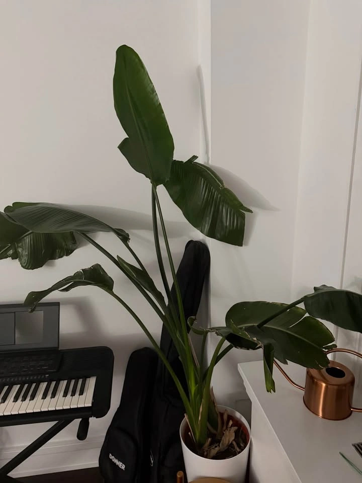 Happy birds of paradise plant + blue planter and base - photo 2