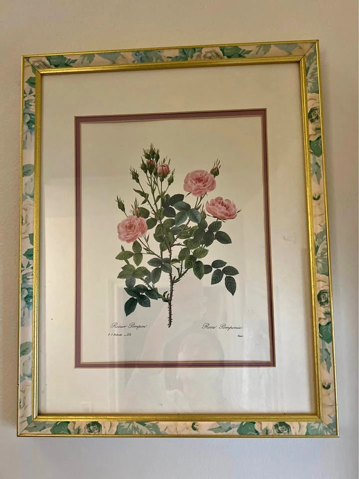 P.J. Redouté Rosier Pompon Botanical Framed Print