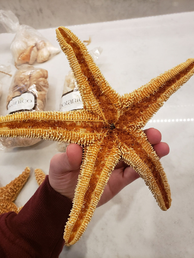 Seashells and starfish home decor, ocean, salt water - photo 3