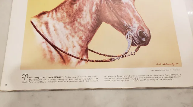 Horses Heads In Oils and Pastels Book image indicator(8)