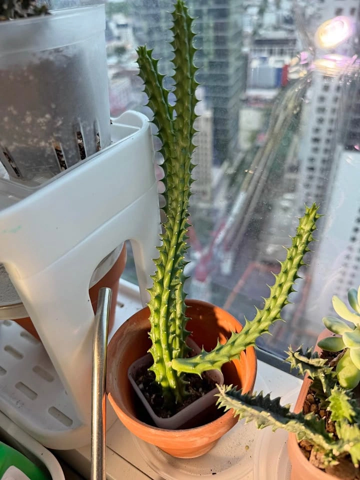 Huernia red dragon flower succulent