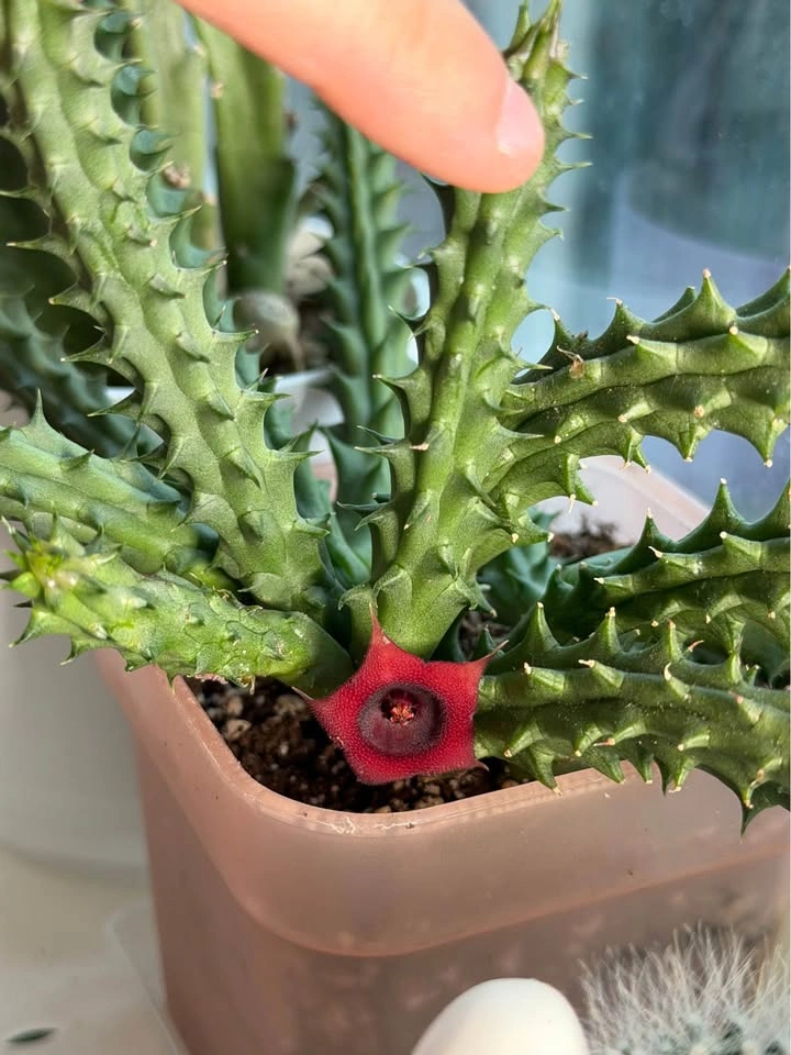 Huernia red dragon flower succulent - photo 2